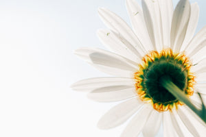 framedposter-print-a-daisy