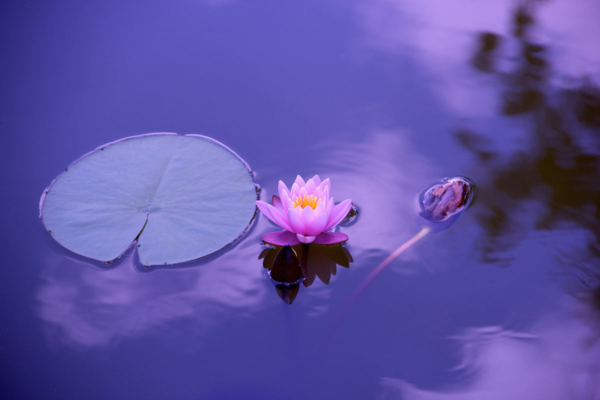 modern-3-piece-canvas-print-lotus-flower