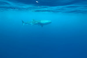 canvas-print-the-whale-shark