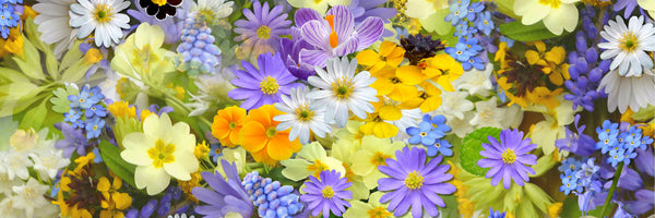 panoramic-acrylic-print-fresh-spring-flowers-panorama
