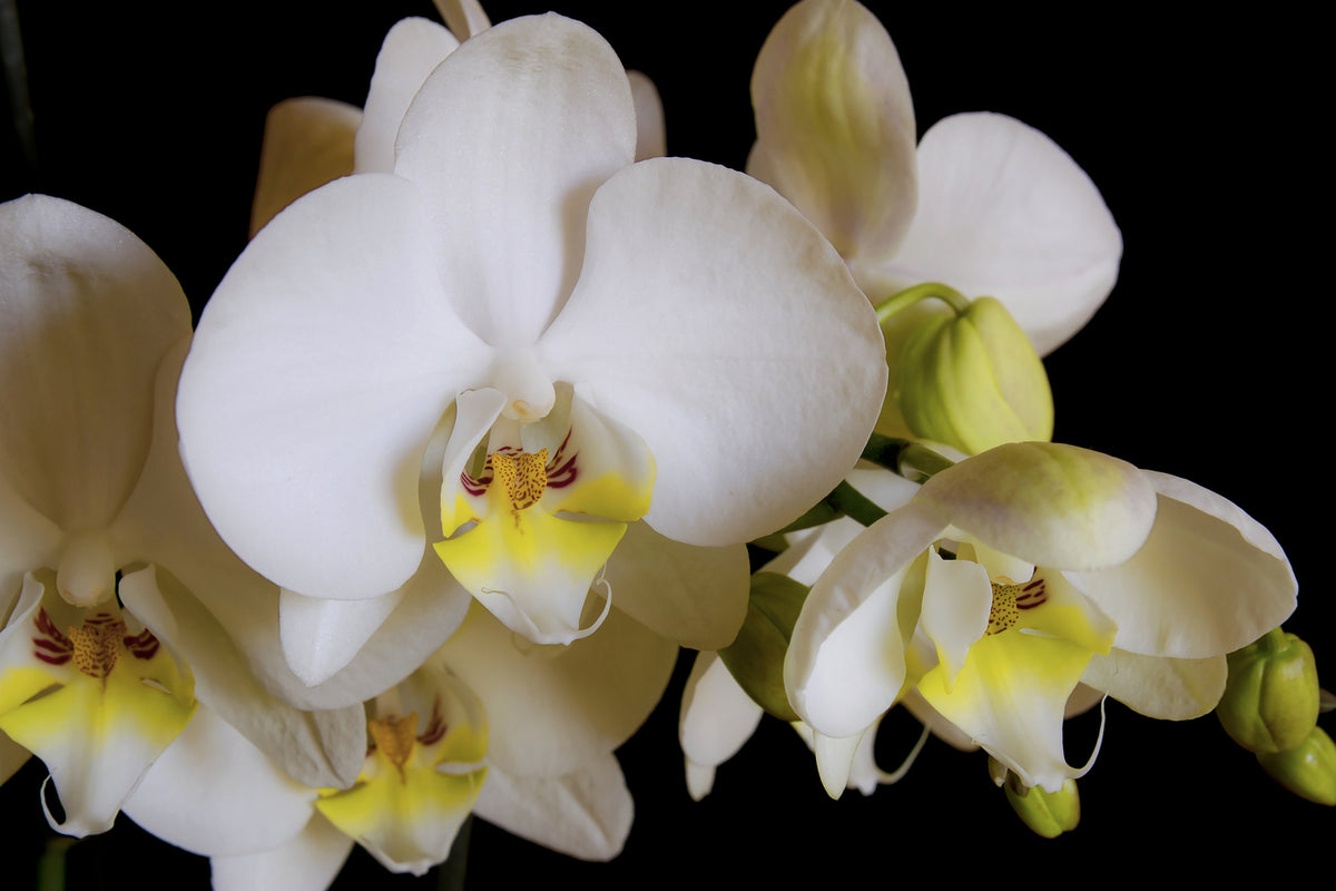 3-piece-acrylic-print-white-orchids-in-bloom