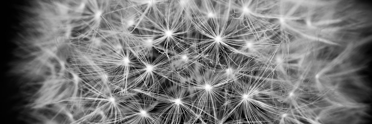 panoramic-3-piece-canvas-print-dandelion-in-xxl-panorama