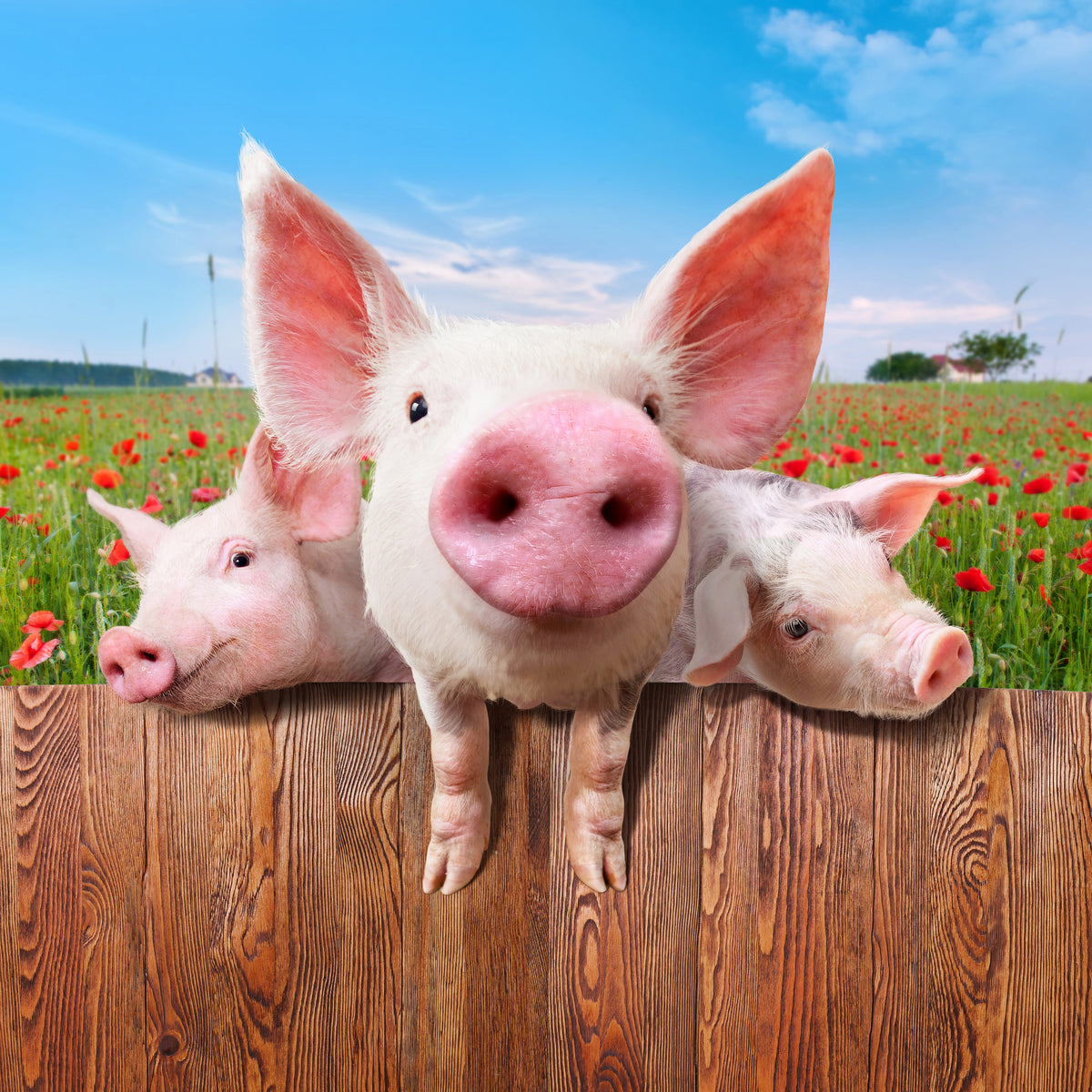 9-piece-canvas-print-pig-in-luck