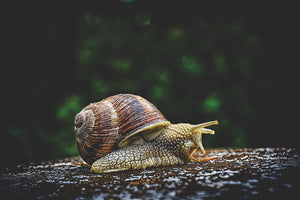 3-piece-acrylic-print-snail-xxl