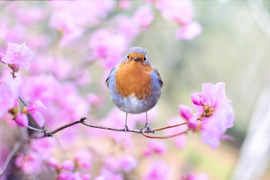 3-piece-canvas-print-spring-bird