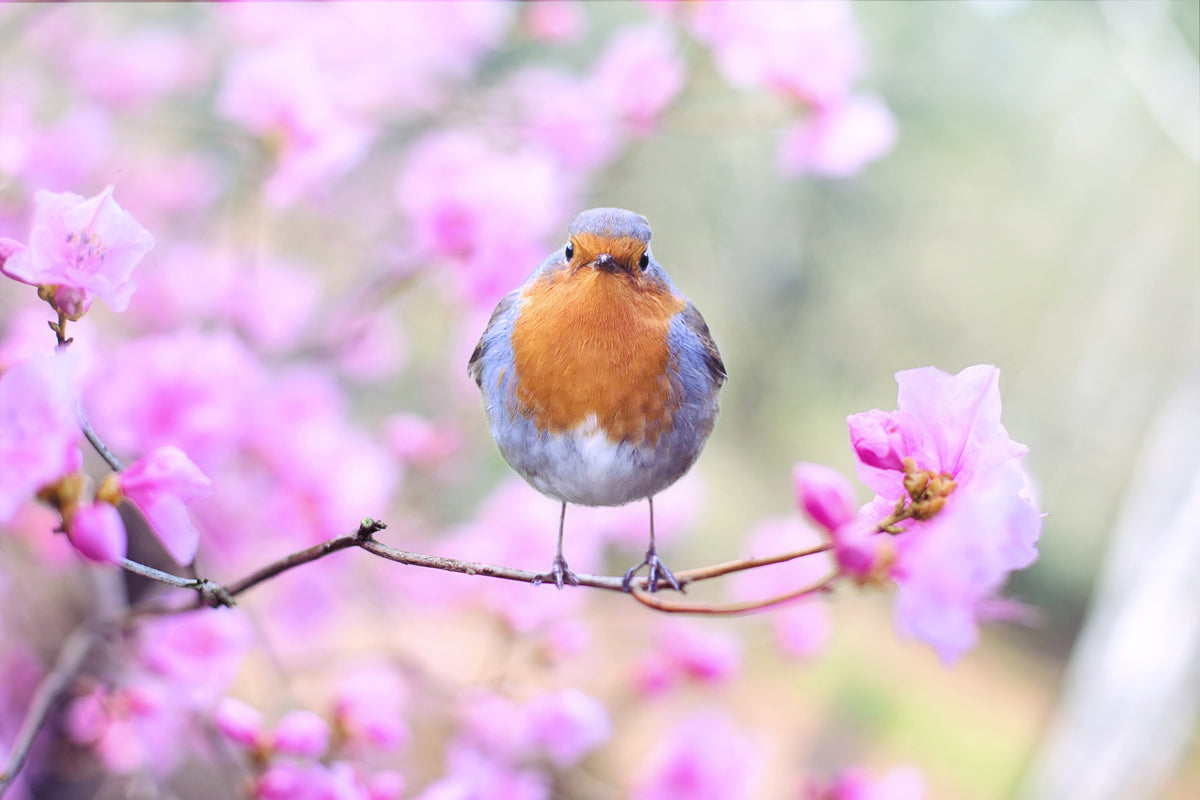 3-piece-canvas-print-spring-bird
