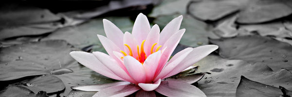 panoramic-3-piece-canvas-print-the-art-of-water-lily-panorama