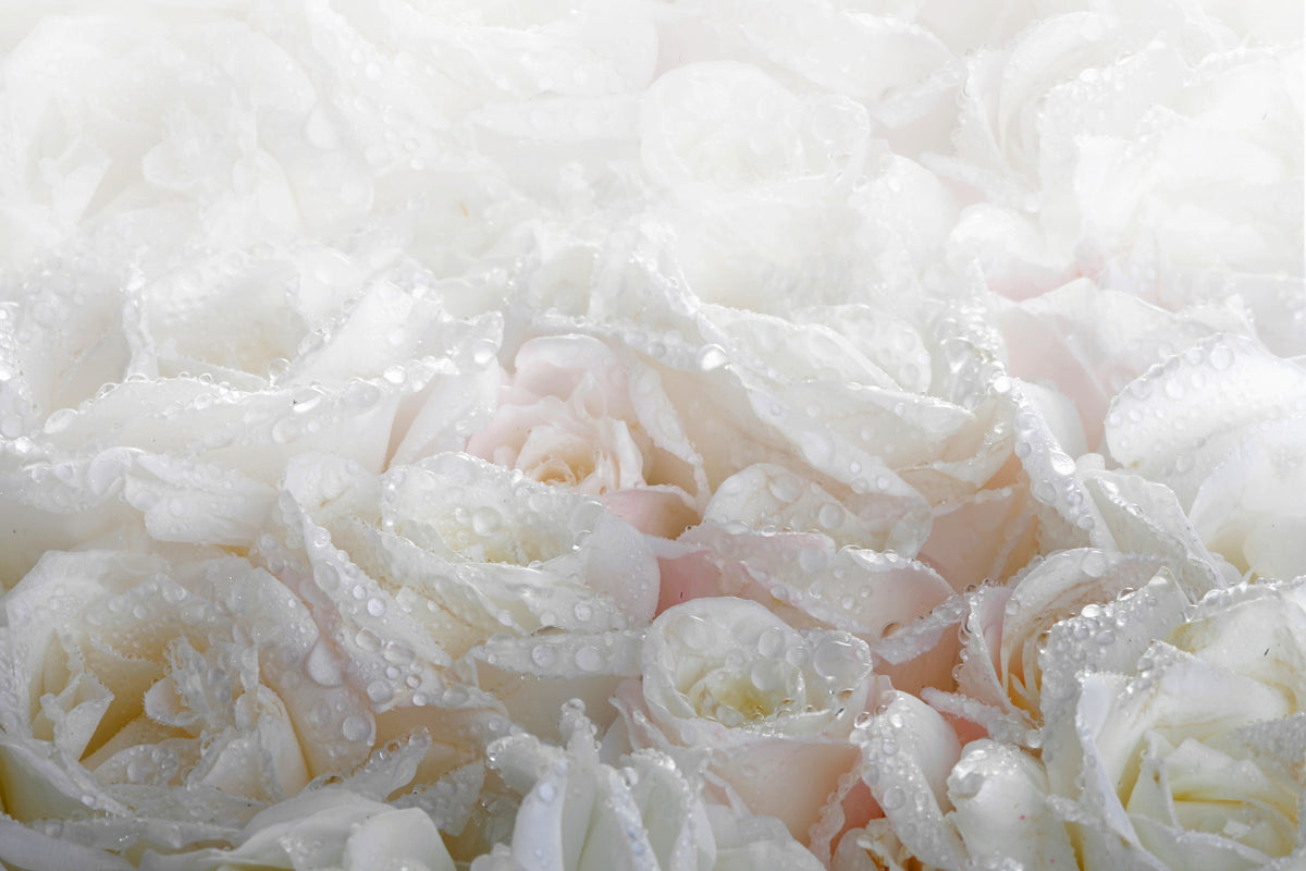 aluminium-print-white-roses-in-the-morning-dew