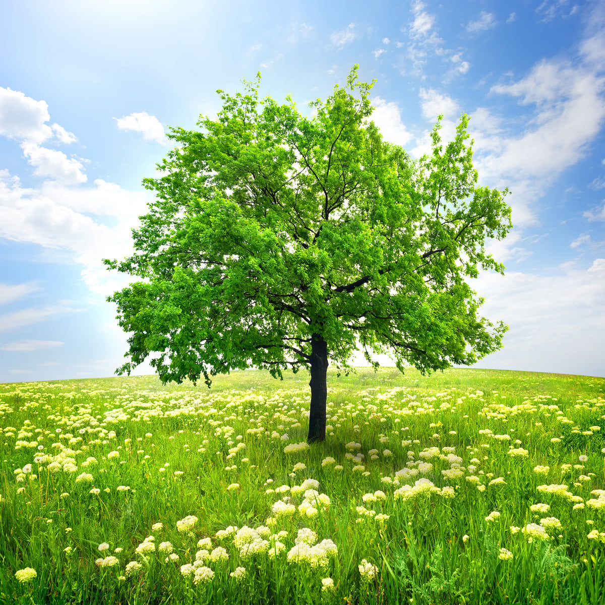 canvas-print-the-tree
