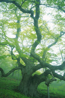 aluminium-print-the-old-tree
