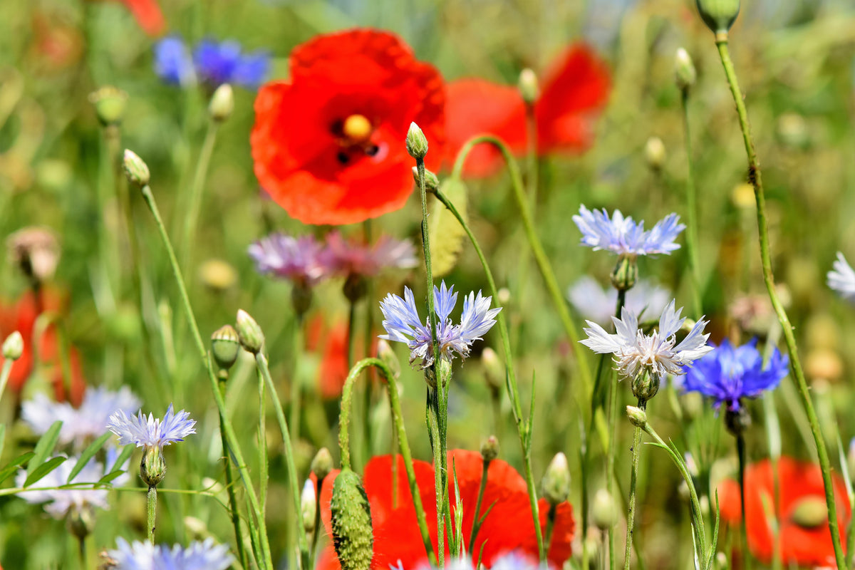 3-piece-canvas-print-the-wild-poppy-xl