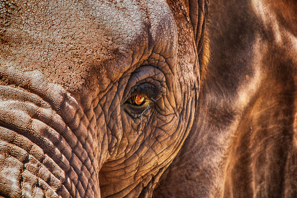3-piece-acrylic-print-the-look-of-the-elephant