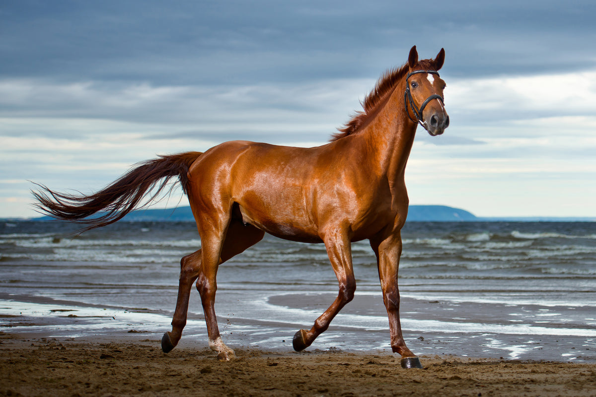 acrylic-print-a-thoroughbred-at-the-sea