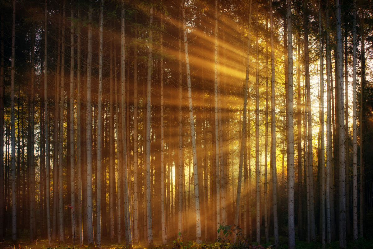 acrylic-print-trees-in-sunbeams