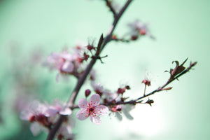 modern-3-piece-acrylic-print-beautiful-japanese-cherry-blossom