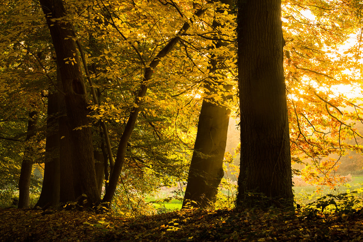 framedposter-print-autumn-leaves