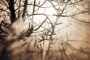 acrylic-print-branches-in-fog-light