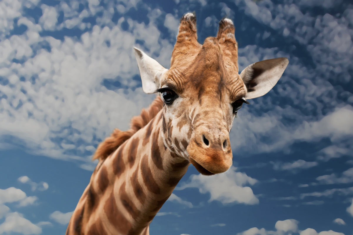 3-piece-acrylic-print-attention-giraffe