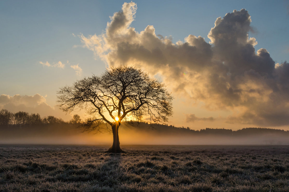 3-piece-acrylic-print-a-lonely-tree