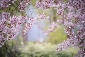 3-piece-aluminium-print-in-the-beautiful-spring