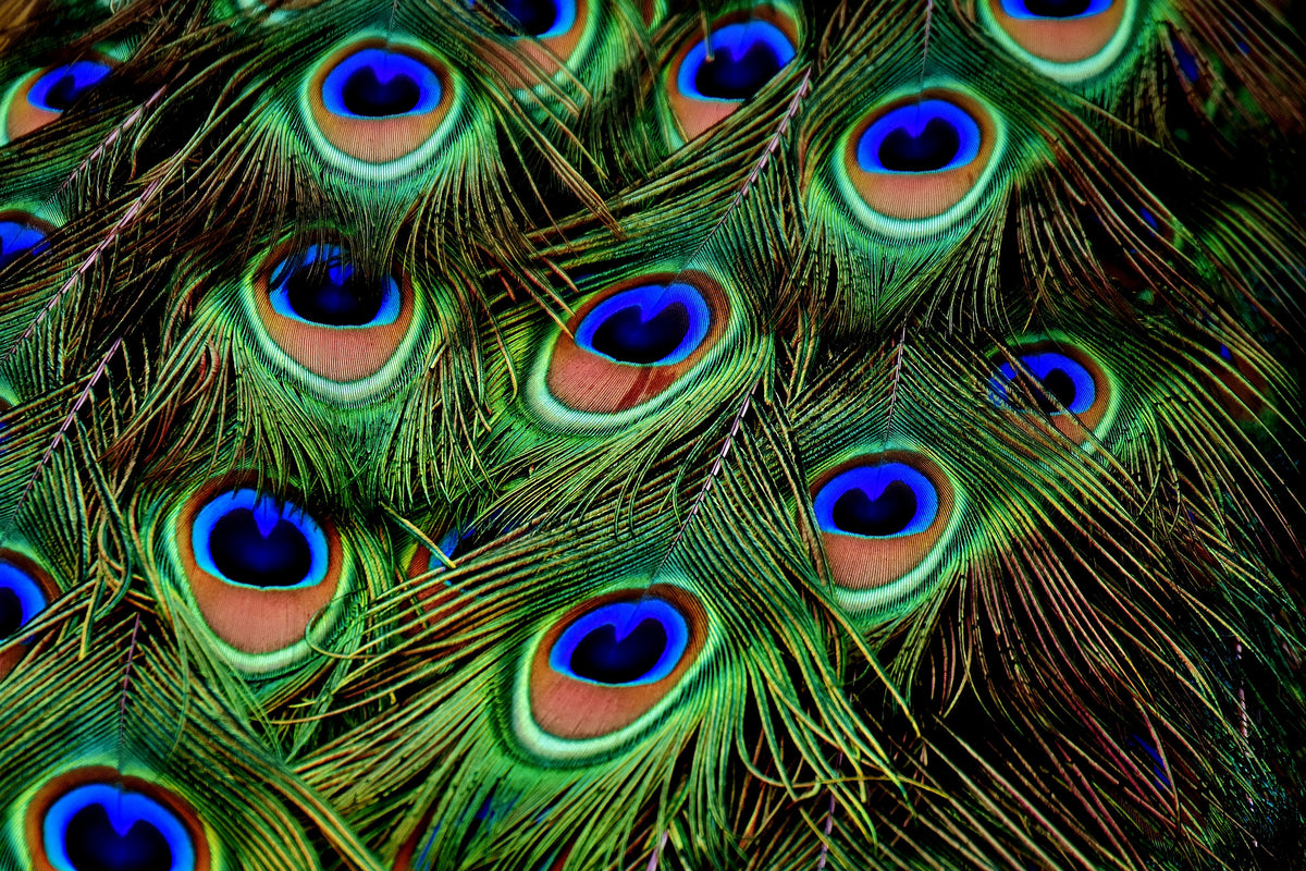 modern-3-piece-aluminium-print-peacock-feathers-xxl