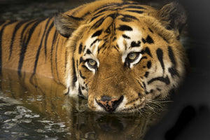 acrylic-print-tiger-in-the-water