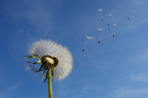 3-piece-acrylic-print-dandelion-i-wish-for-something