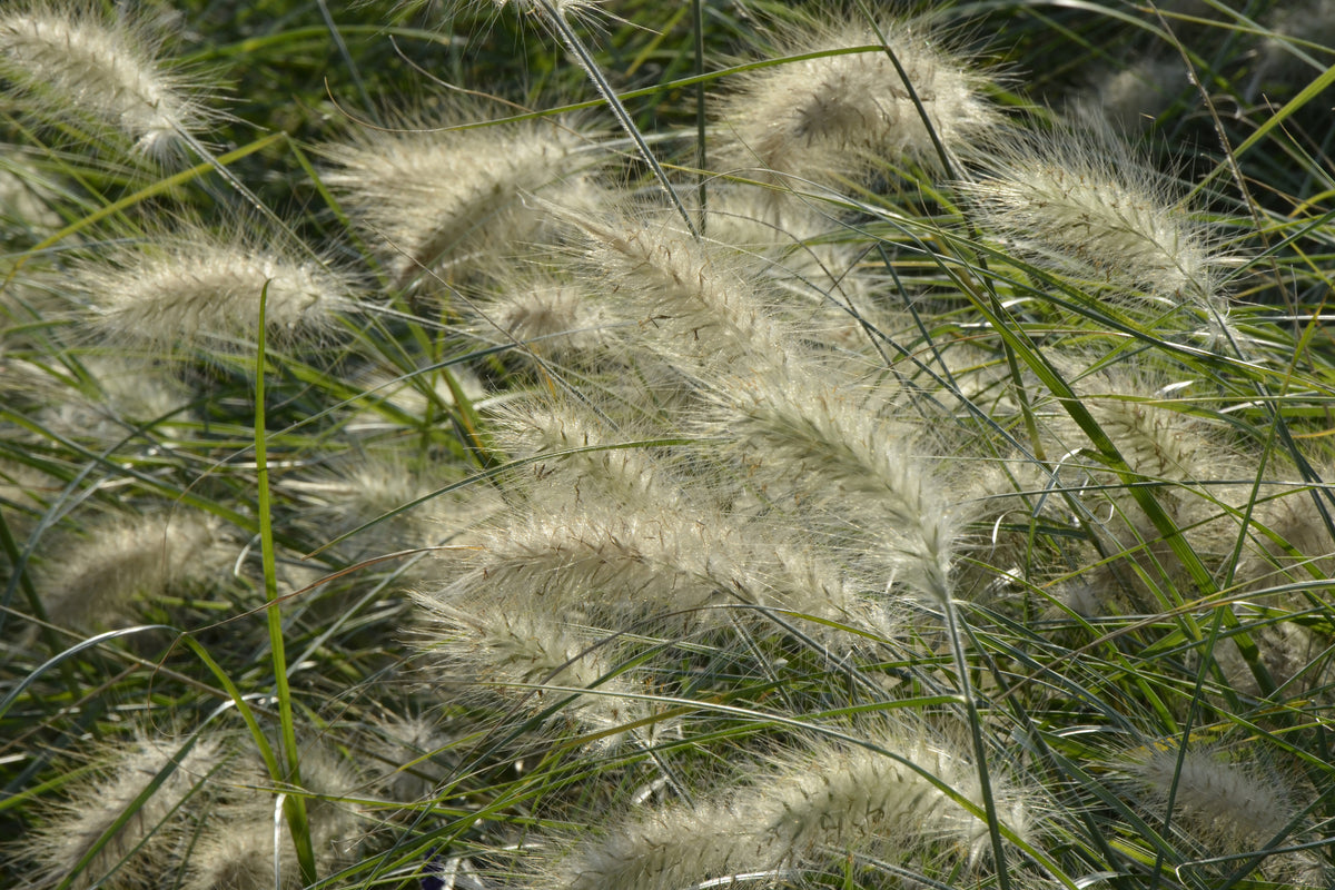 framedcanvas-print-ornamental-grass-in-the-wind