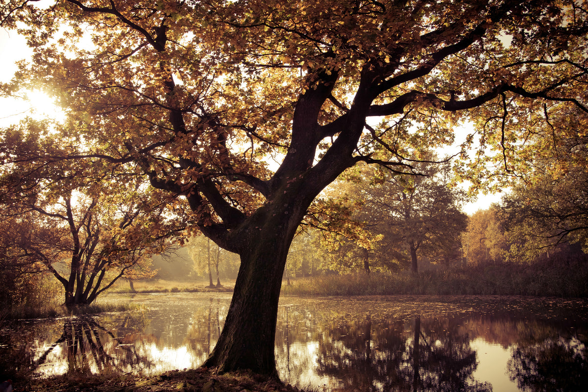 framedcanvas-print-landscape-park
