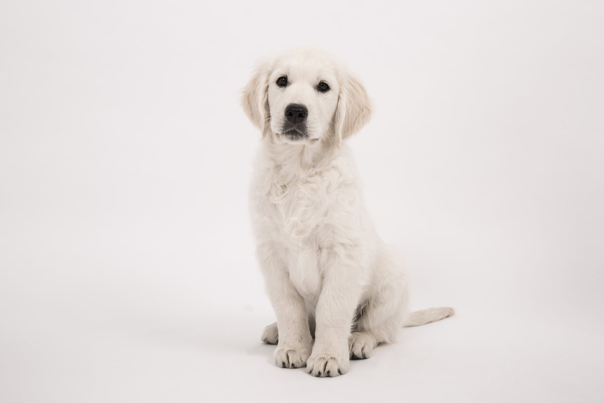 acrylic-print-sweet-golden-retriever-puppy
