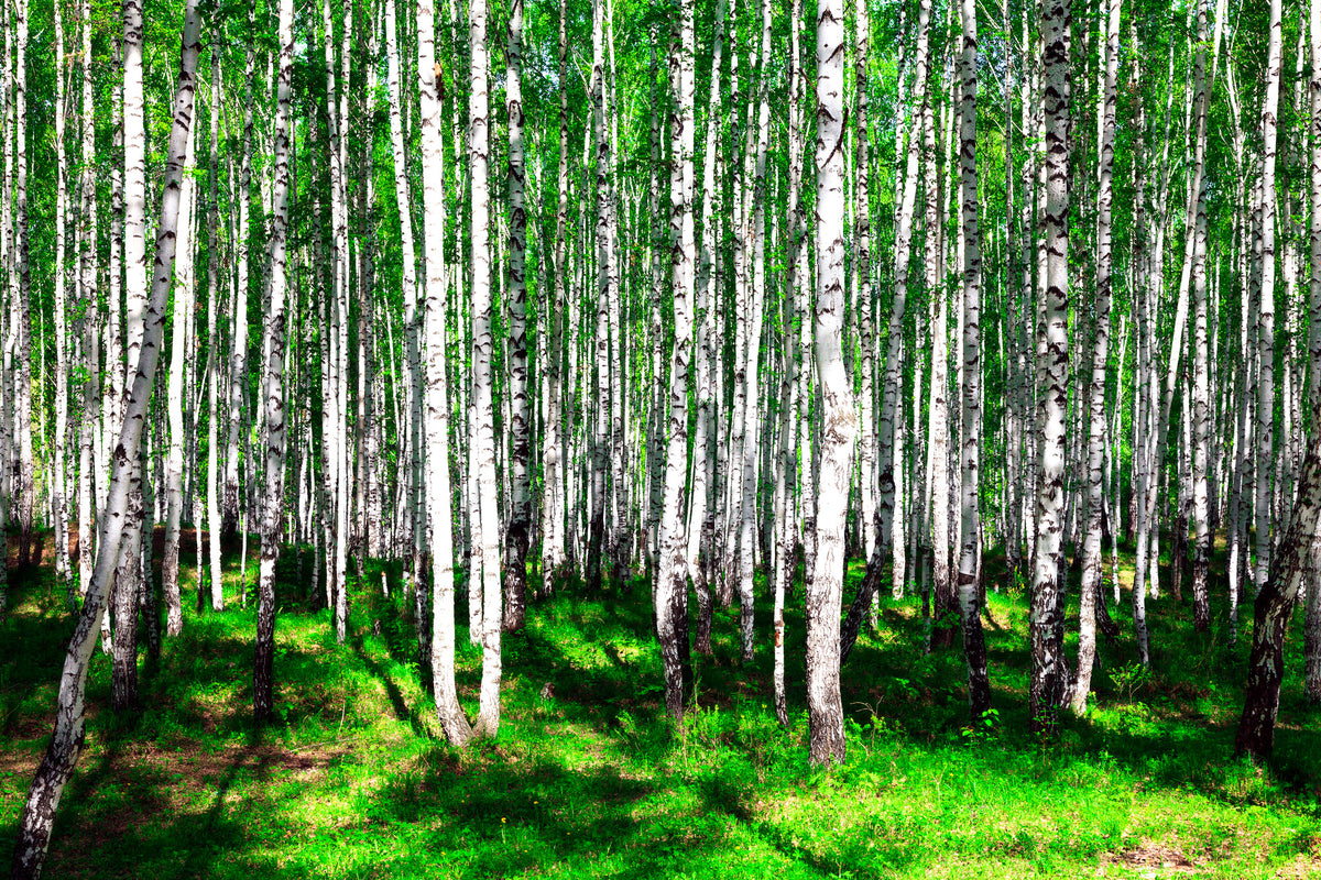 canvas-print-summerly-birch-forest