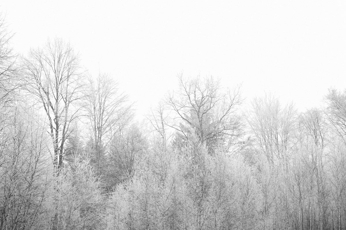 acrylic-print-birches-in-the-snow