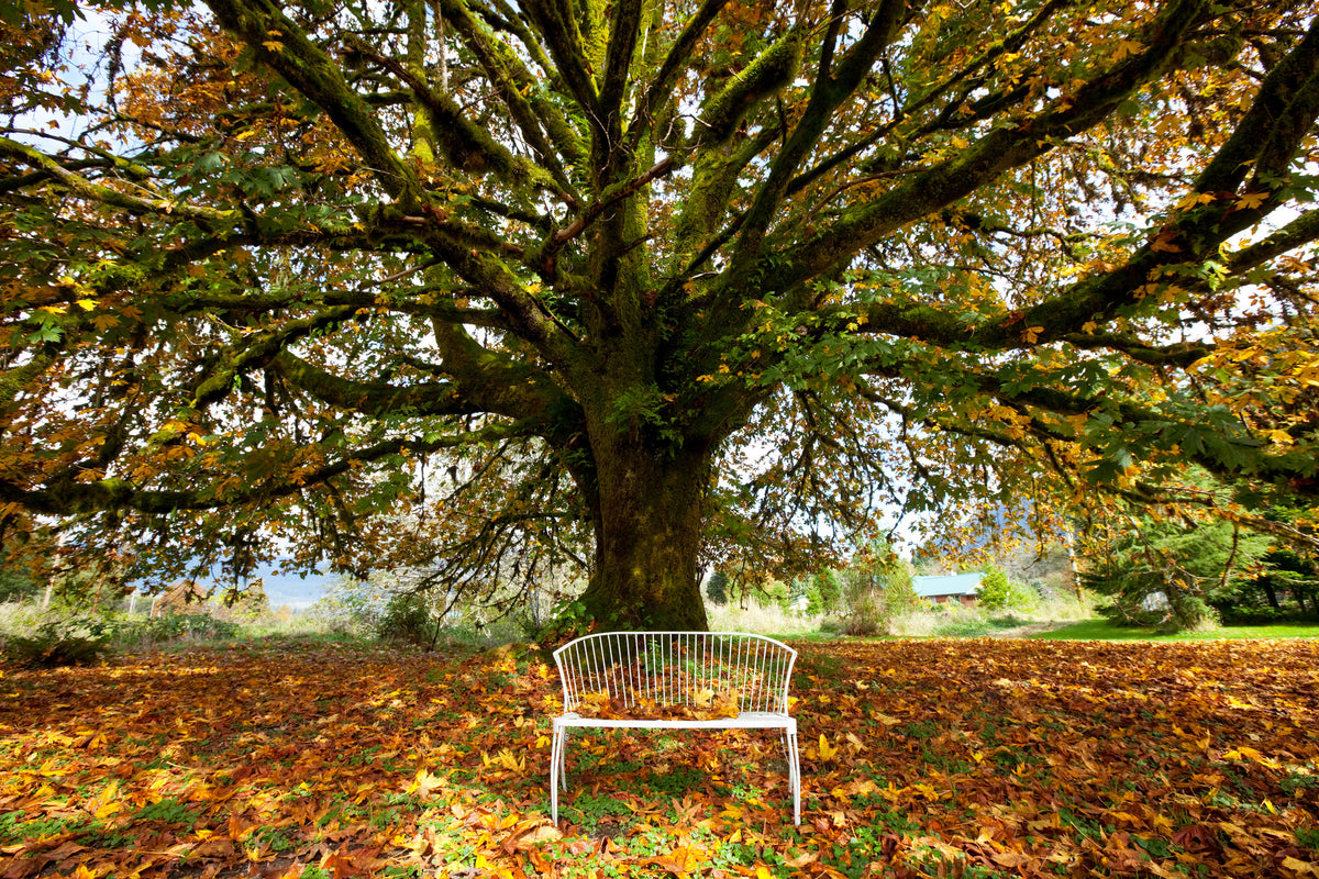 poster-print-my-favorite-tree