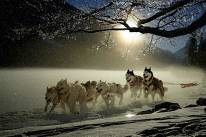 3-piece-canvas-print-huskies