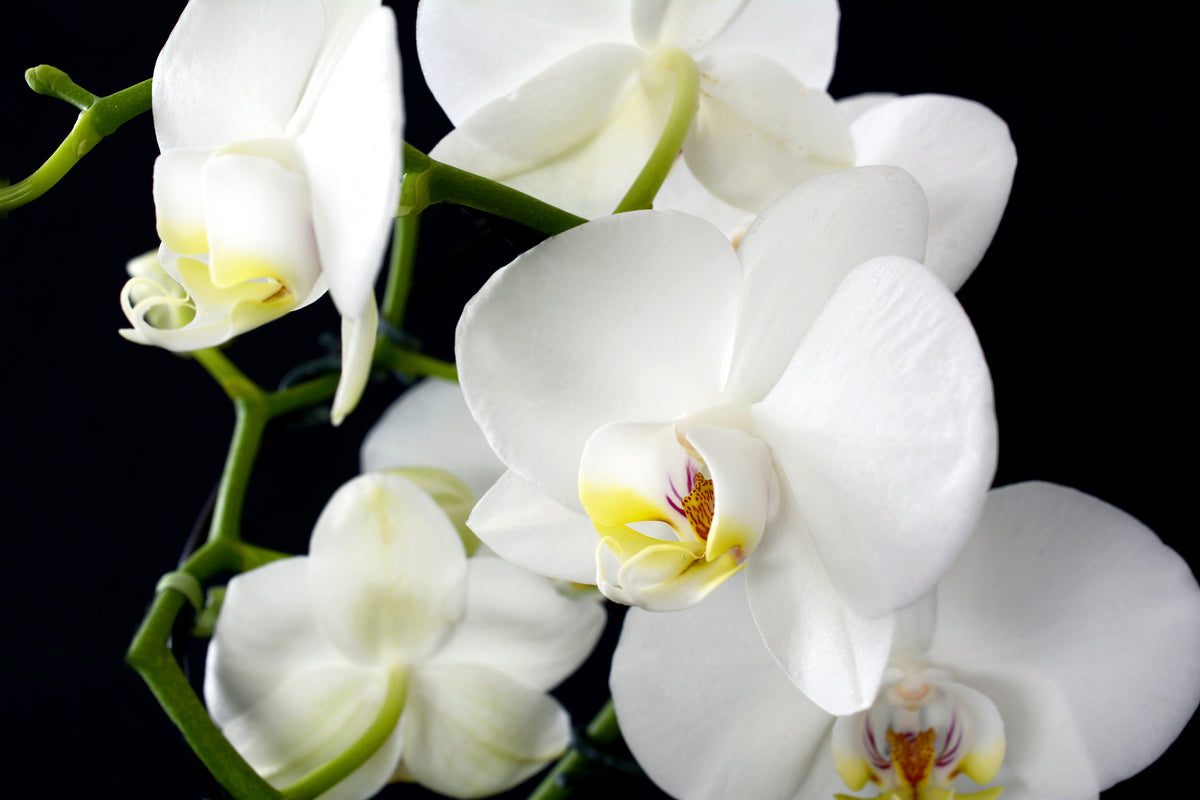 framedposter-print-orchid-close-up