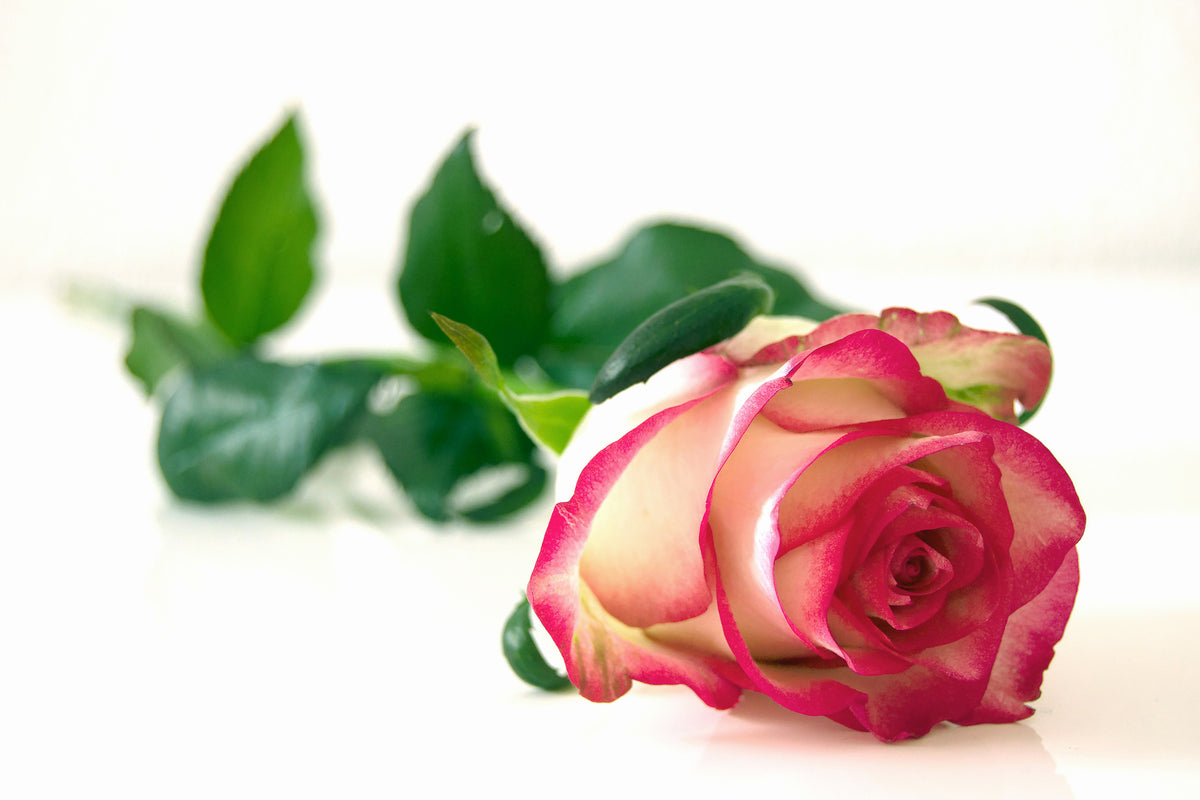 modern-3-piece-acrylic-print-the-proud-rose