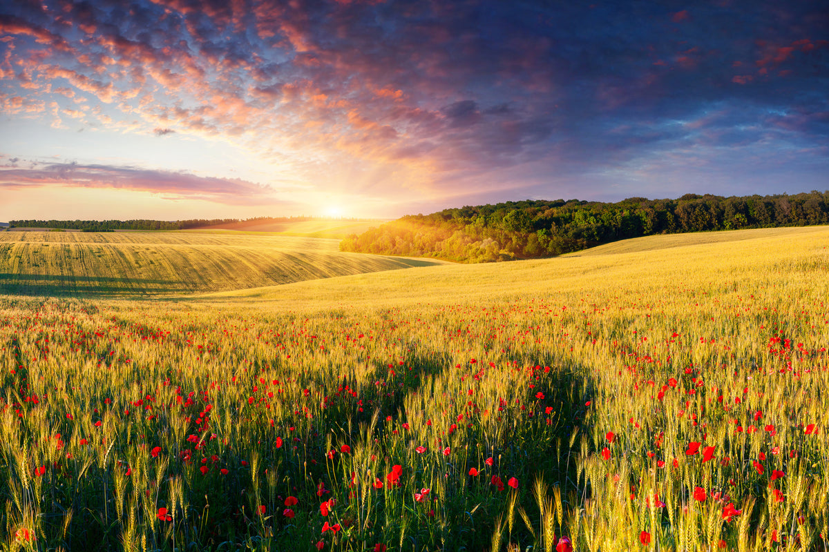 aluminium-print-a-flower-field-at-sunrise