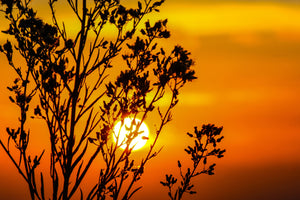 3-piece-canvas-print-a-shrub-in-the-sunset