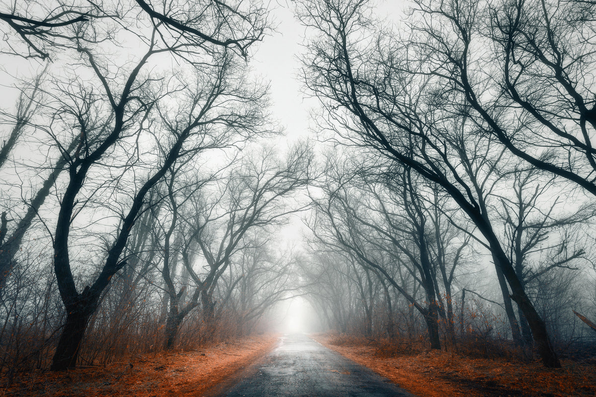 framedposter-print-mysterious-mood-in-the-forest