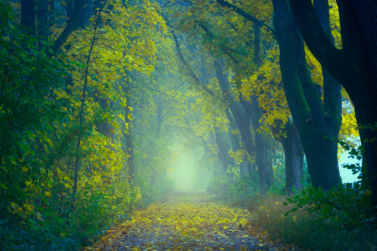 framedposter-print-green-forest