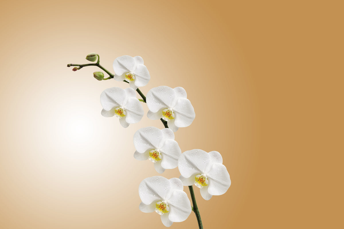 framedcanvas-print-white-orchids-xl