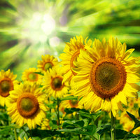 9-piece-aluminium-print-the-sun-and-the-flowers