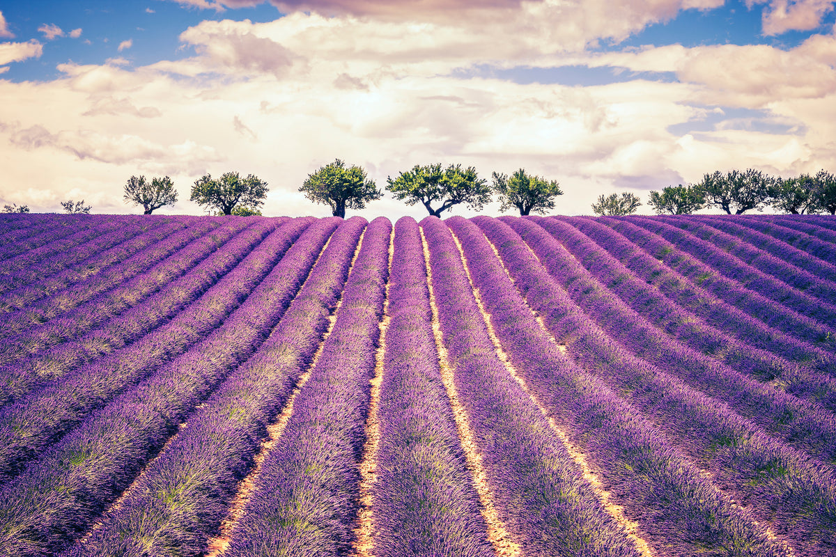 3-piece-canvas-print-the-lavender-field-ii