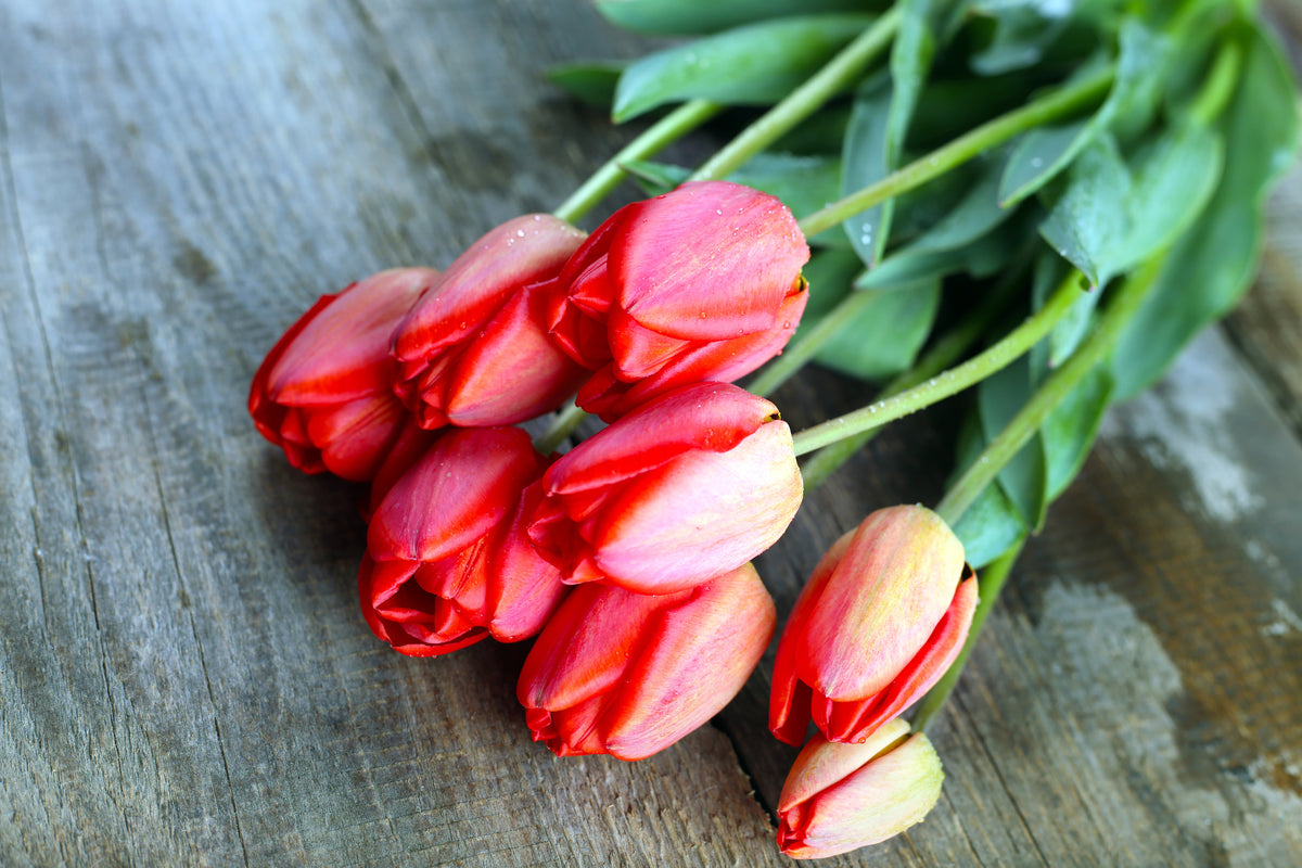 aluminium-print-the-red-tulip-bouquet