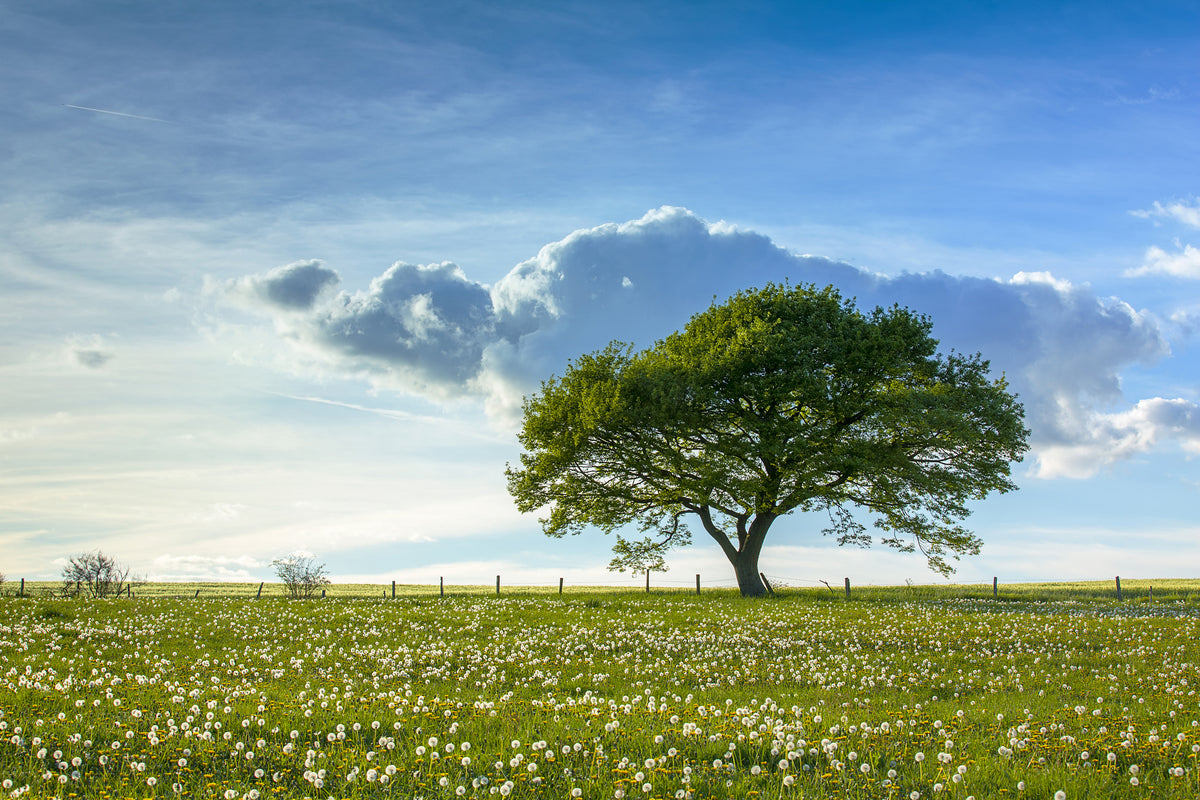 framedposter-print-spring-tree