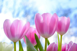 acrylic-print-tulips-in-nature