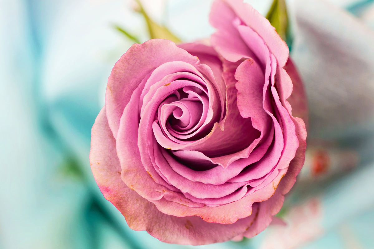 modern-3-piece-acrylic-print-roseblossom-in-pink