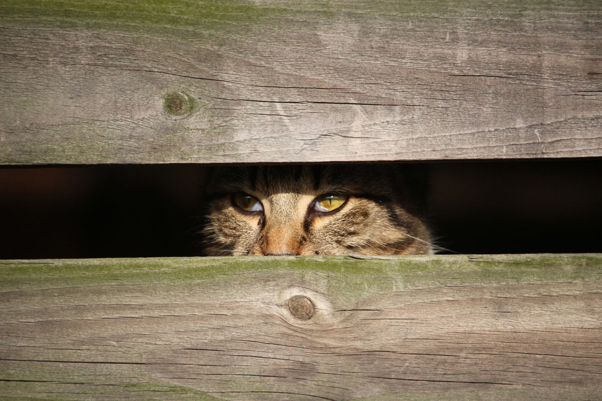 framedcanvas-print-cat-in-hiding