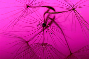 aluminium-print-dandelion-in-pink
