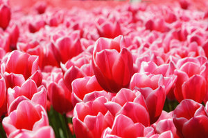 acrylic-print-happy-tulip-field